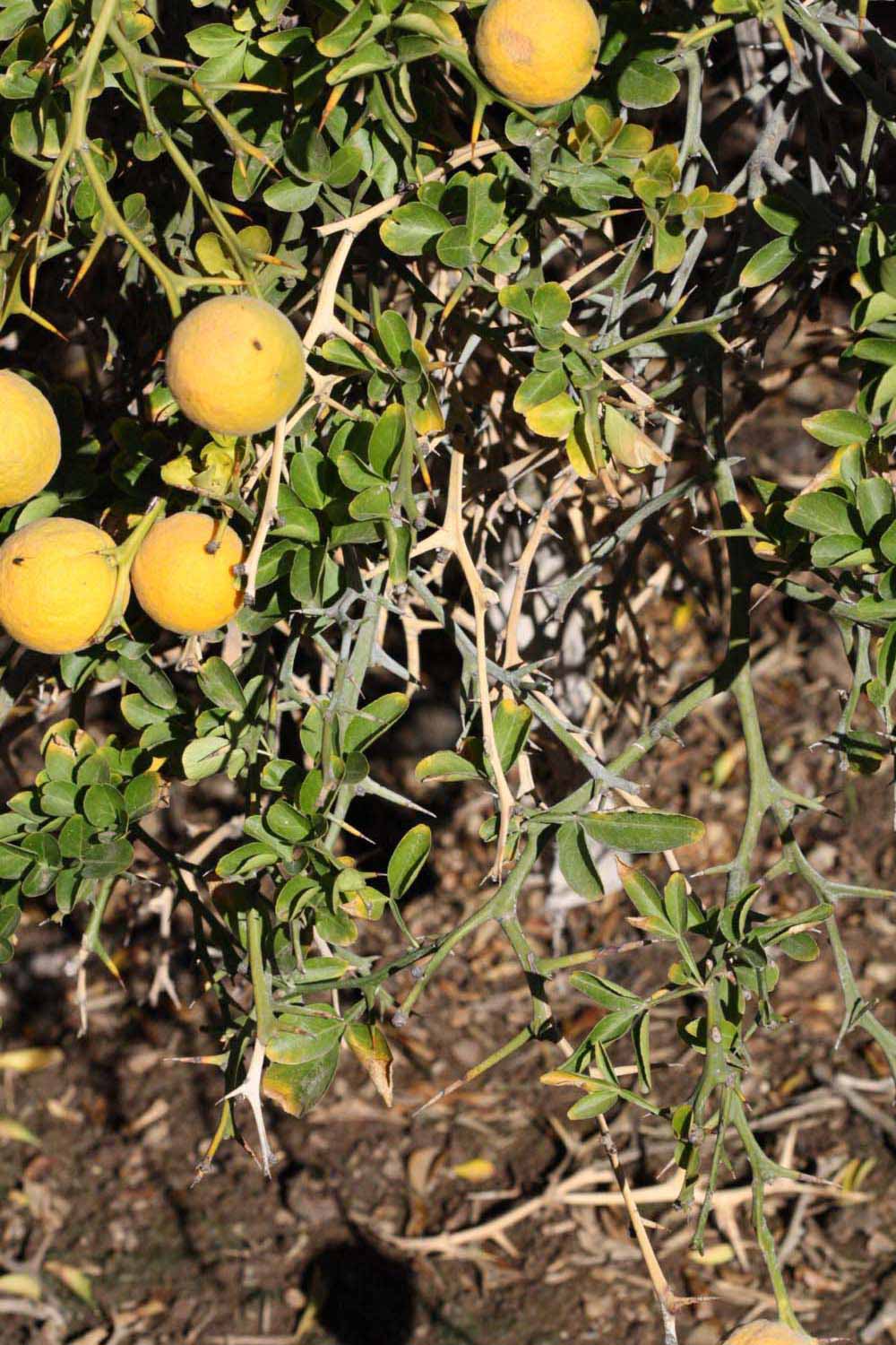            Sun leaves (Riverside, CA)   